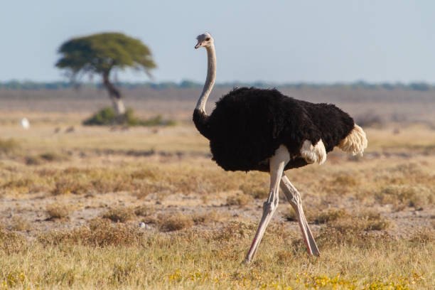 Ostrich