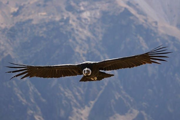 andeancondor5057138348725417530