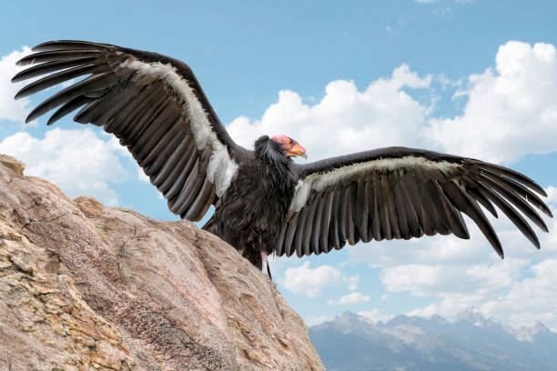californiacondor8519701039881804296