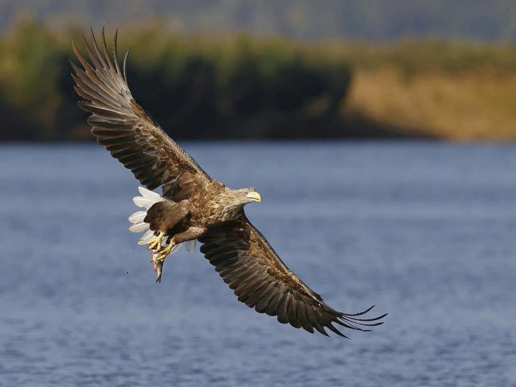 eagle8210312102927352584