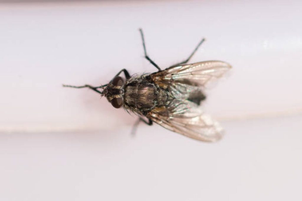 fly rubbing its leg