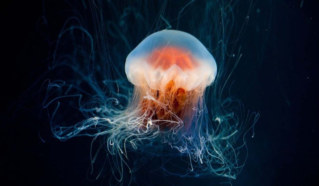 jellyfish