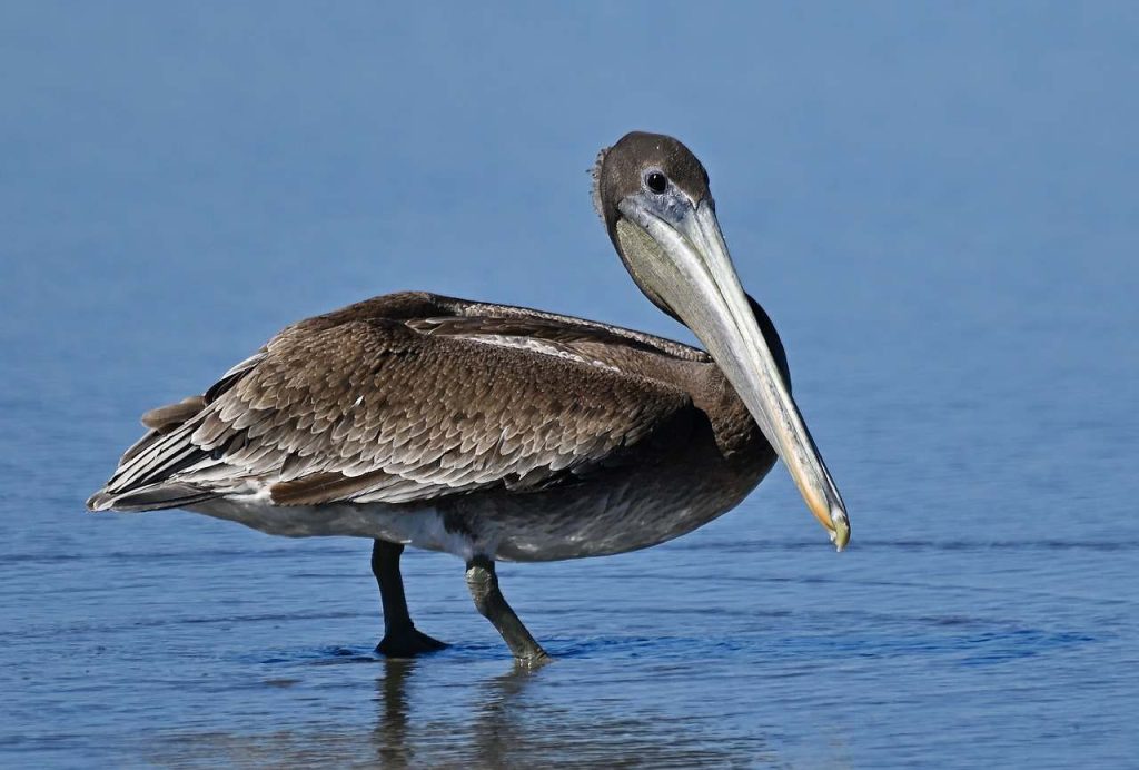 pelican8817131584779903834