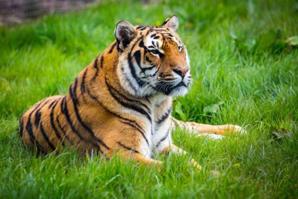 ऊदन शाह का बसाया छोटासा गांव आज कहलाता है सागर 3 sagar tiger 1