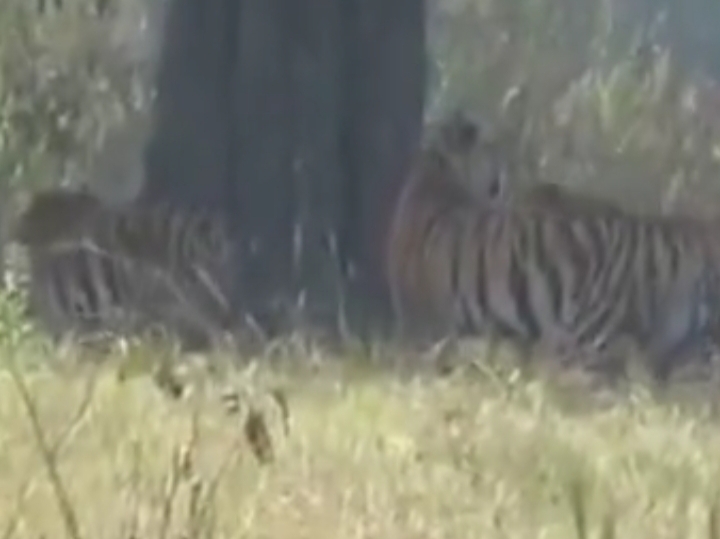 MP: कान्हा में दो बाघिन की भिड़ंत का वीडियो वायरल:शावकों को बचाने मोहनी से भिड़ी नीलम MP कान्हा में दो बाघिन की भिड़ंत का वीडियो वायरलशावकों