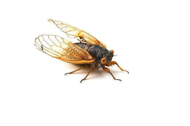 जानिए किन कीड़ों की उम्र सबसे लंबी होती है? 2 cicada1979175730336198451