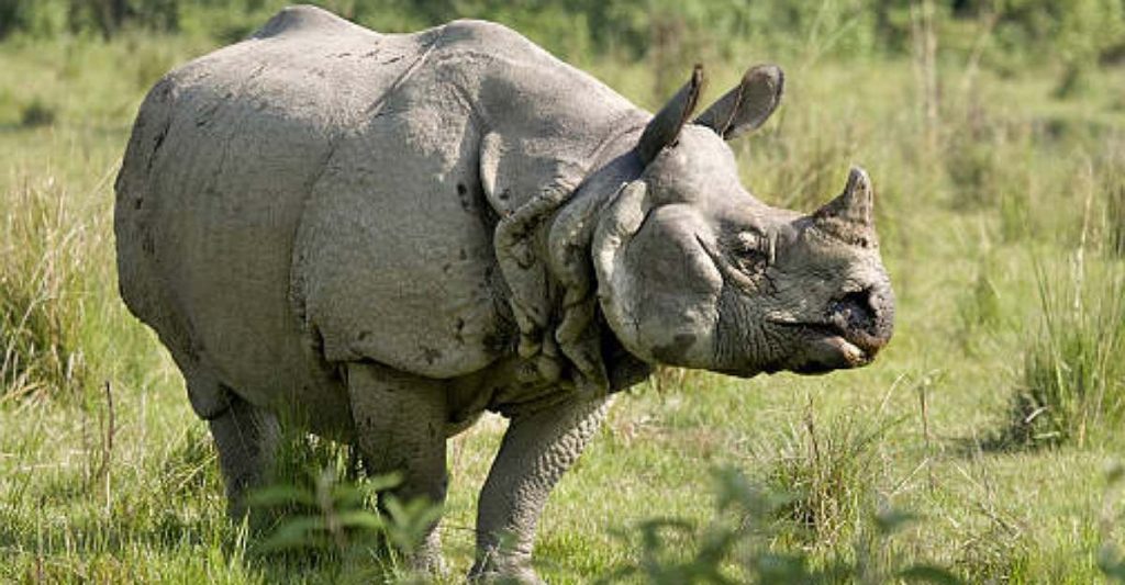 जानिए गैंडे की विभिन्न किस्में कौन-सी हैं? 1 indianrhinoceros6664413647130648195