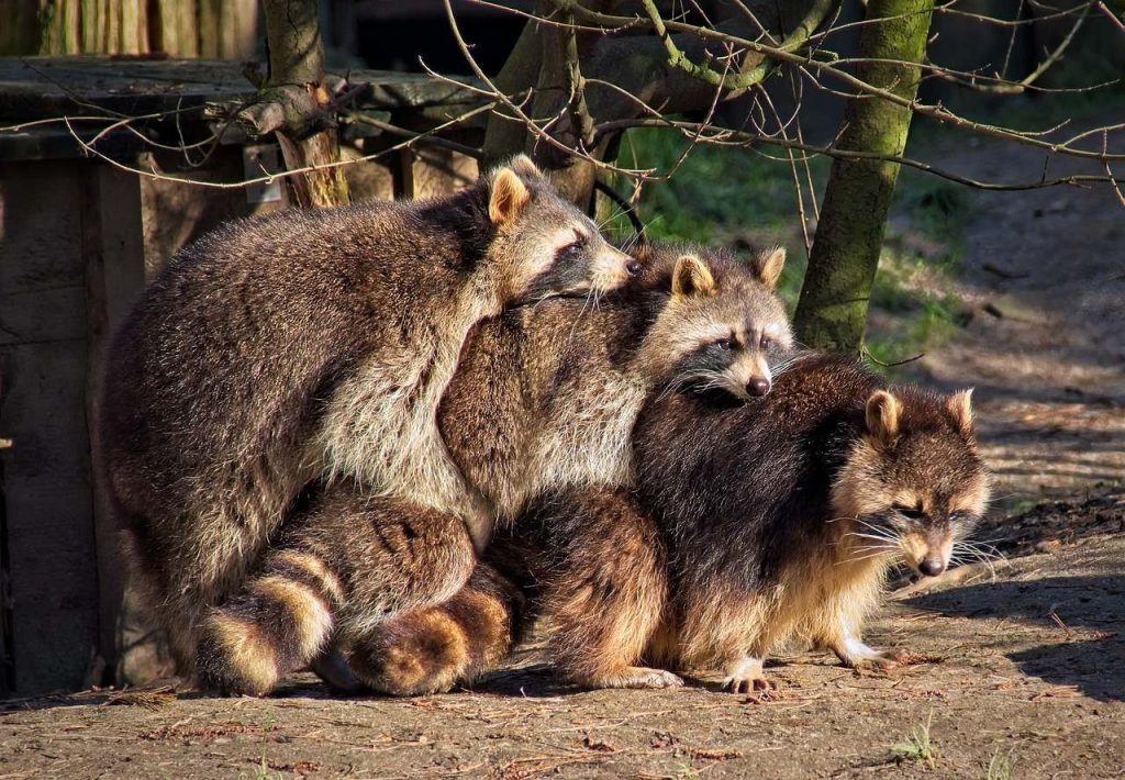 जानिए खाना धोकर खाने वाले जानवर रेकून के बारे में 1 raccoon family1187203181928089264