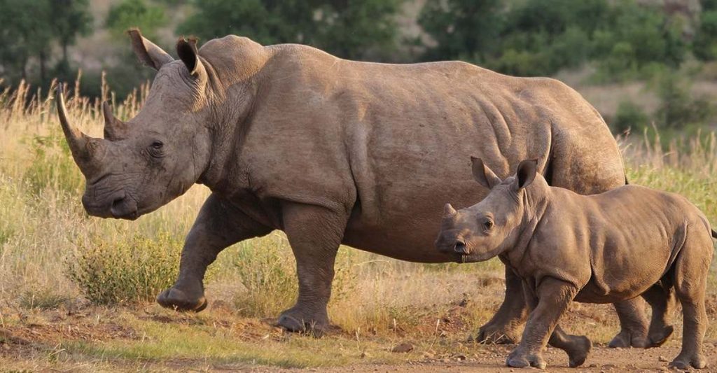 जानिए गैंडे की विभिन्न किस्में कौन-सी हैं? 2 sumatrarhinoceros6572033404491399738