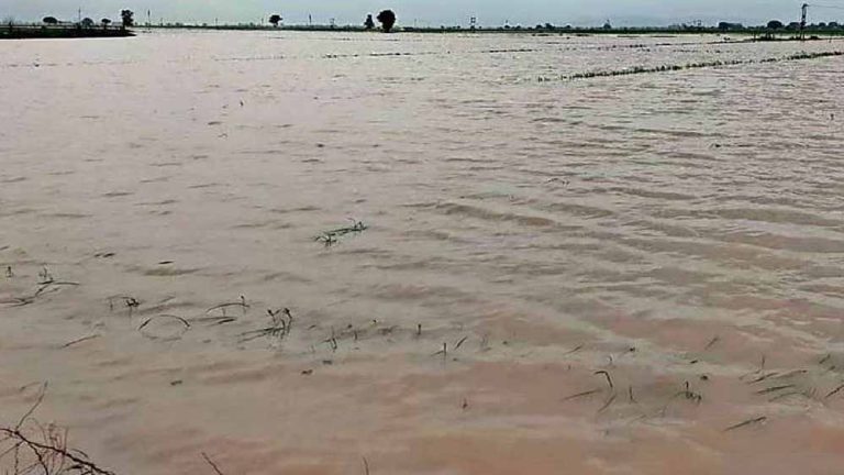 भारी बारिश किसानों की आई आफत, फसलों के खराब होने का सता रहा है डर