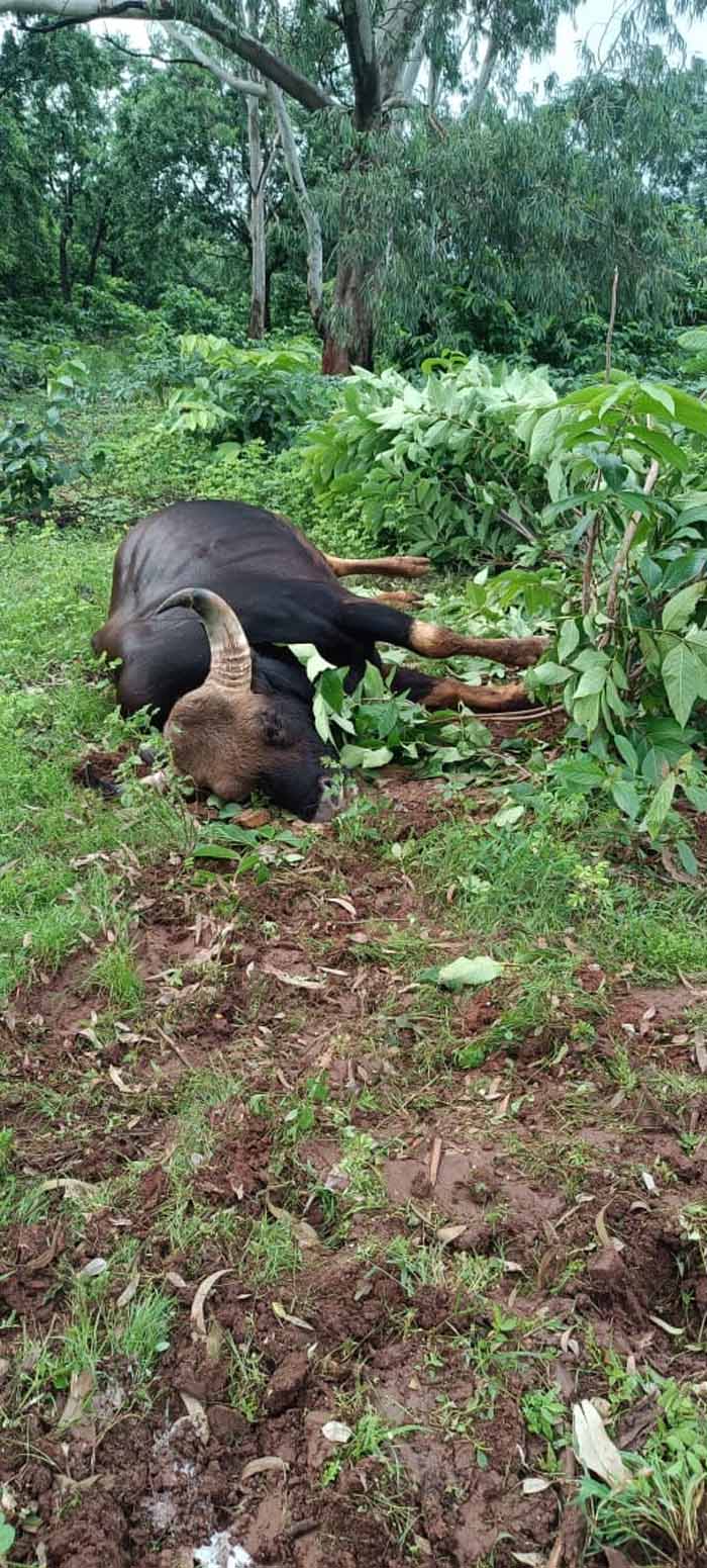 वन विहार राष्ट्रीय उद्यान में नर गौर की मृत्यु 1 01 4
