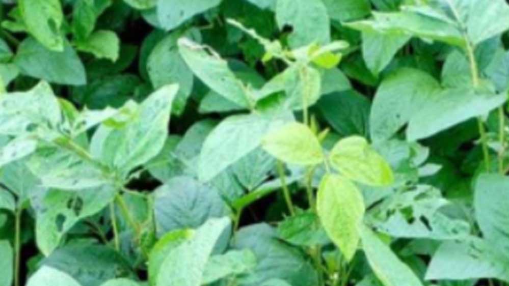 मालवा निमाड़ में तेज बारिश के अभाव में सोयाबीन की फसल पर असर पड़ रहा 1 11A 58