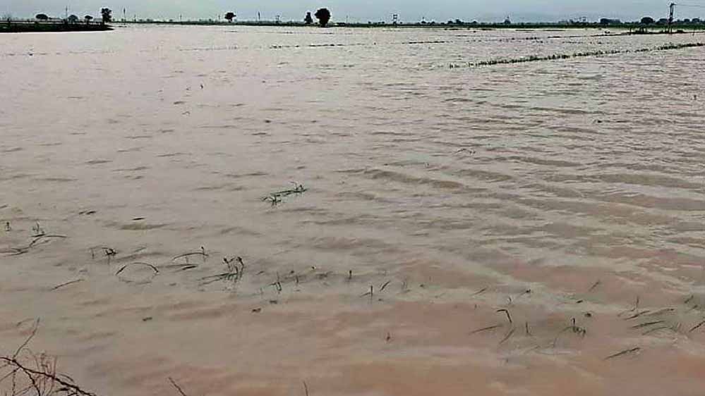 भारी बारिश किसानों की आई आफत, फसलों के खराब होने का सता रहा है डर 1 8A 133