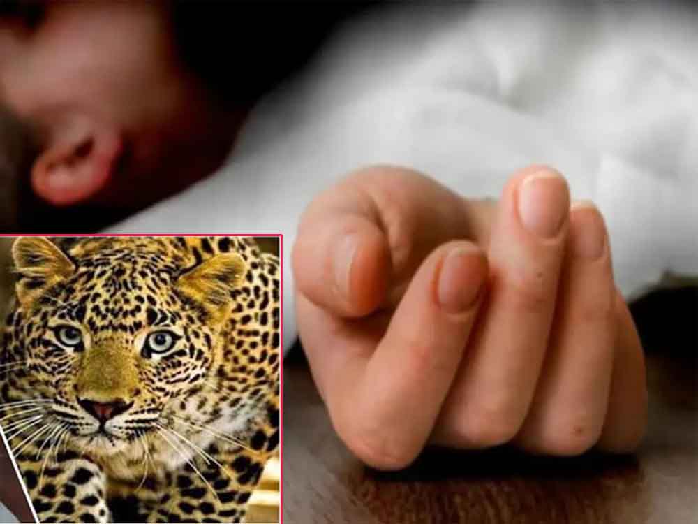 छत्तीसगढ़-धमतरी में तेंदुए के हमले में बच्ची की मौत 1 Chhattisgarh 07 2 24