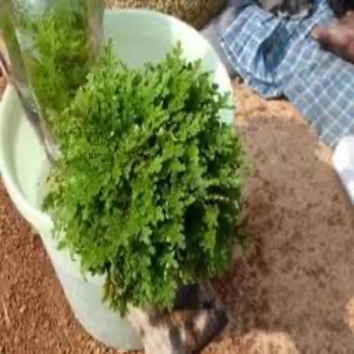 ये पौधे बढ़ा सकते हैं आपकी उम्र 100 साल तक 1 IMG 1396