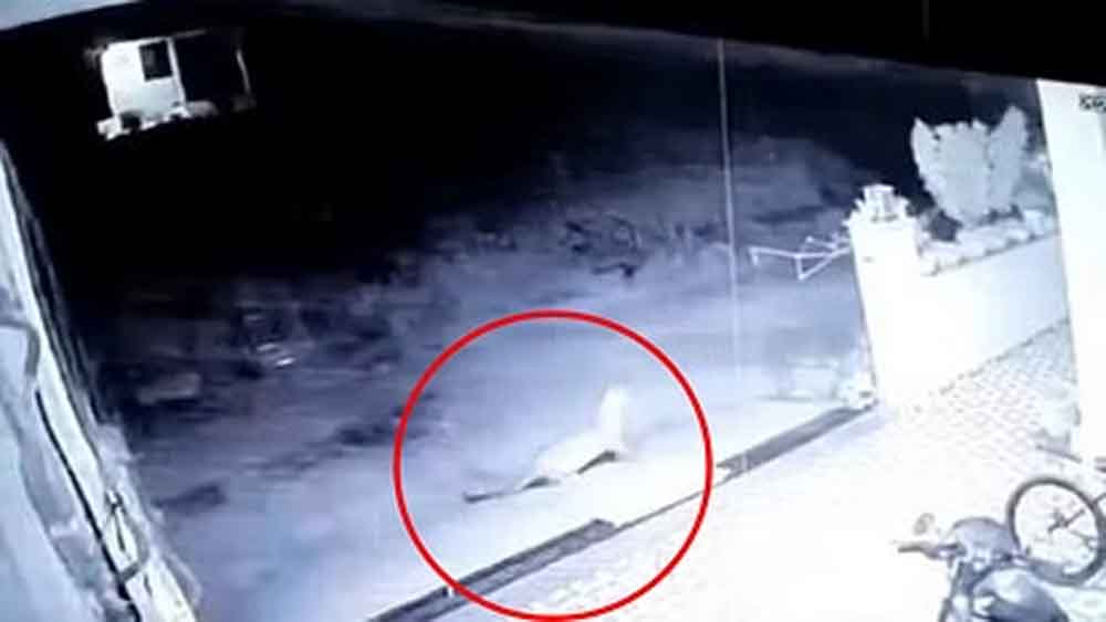 राजस्थान-अलवर की कॉलोनी में पैंथर ने किया कुत्ते का शिकार 1 Rajasthan 02 2 4