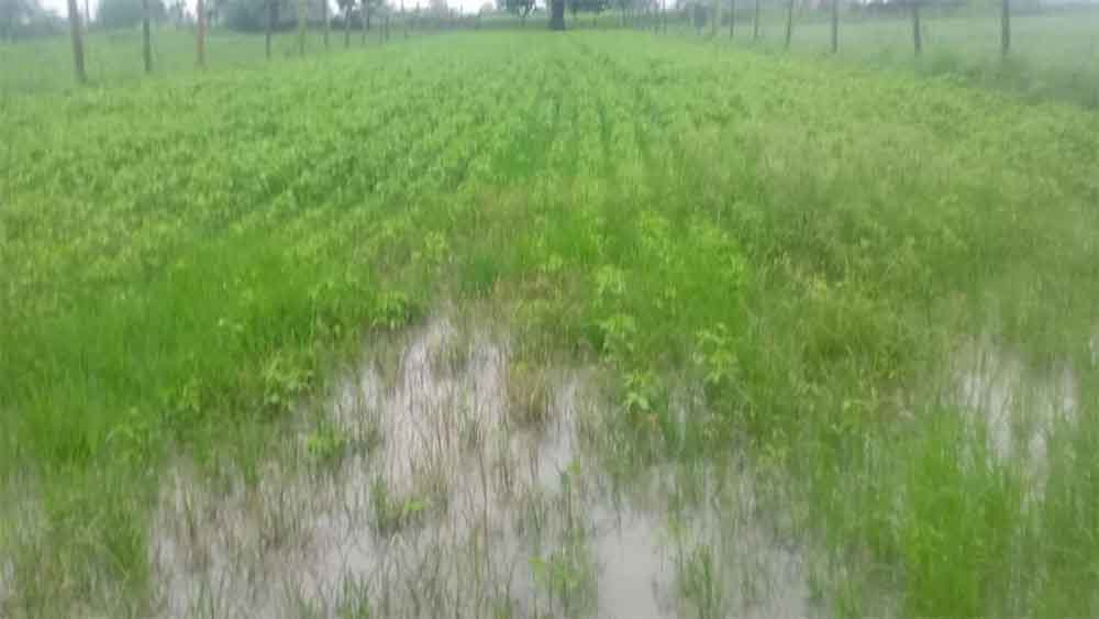 राजस्थान-टोंक में जलभराव से 50 हजार हेक्टेयर फसल खराब 1 Rajasthan 06 2 11