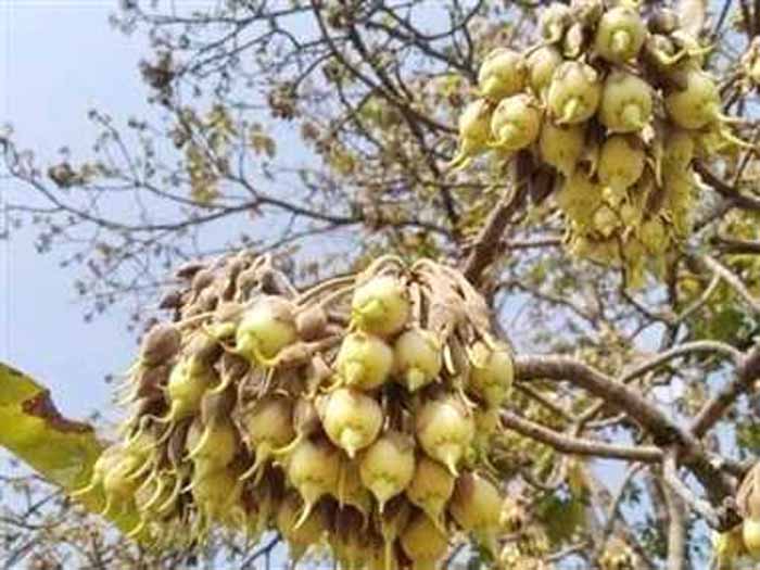 डीएफओ की अनूठी पहल, छत्तीसगढ़ में पहली बार बड़े स्तर पे हो रहा महुआ संरक्षण