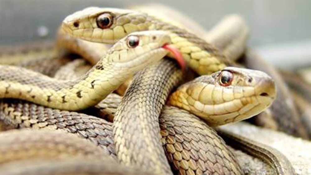 snek