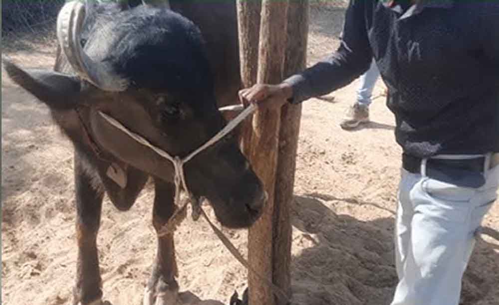 बिहार-पटना में बदमाशों ने किसान और उसकी भैंस की गोली मरकर कर दी हत्या 1 Bihar 04 2 2