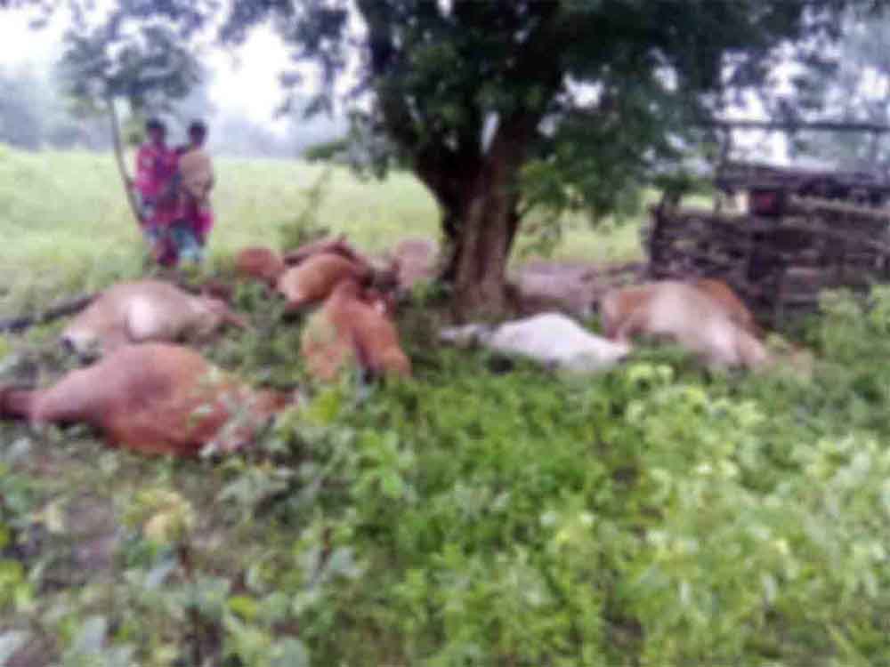 छत्तीसगढ़-सुकमा में बारिश के बीच गाज गिरने से 12 मवेशियों की मौत 1 Chhattisgarh 12 2 16