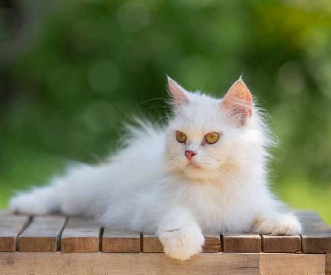 वास्तु शास्त्र से जाने बिल्ली पालना शुभ या अशुभ 1 cat