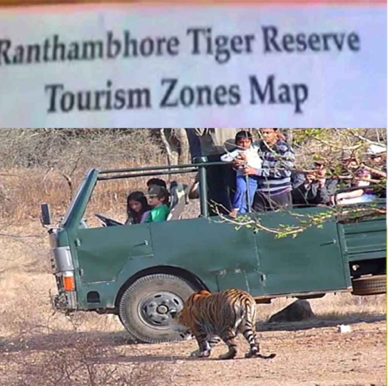 राजस्थान-सवाई माधोपुर के रणथंभौर नेशनल पार्क में बाघ ने टाइगर सफारी का ड्राइवर पर किया हमला