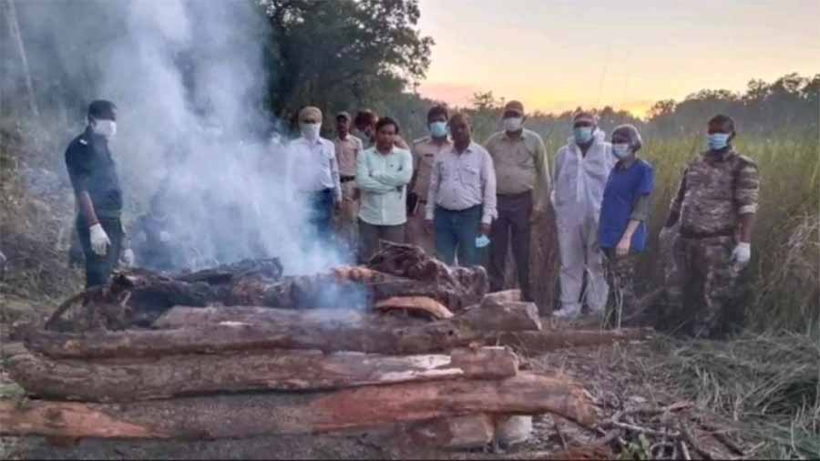 बांधवगढ़ टाइगर रिजर्व में मिला बाघ का शव, हुआ अंतिम संस्कार 1 bhagh