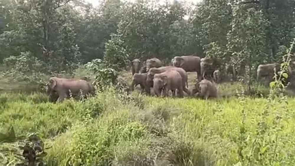 छत्तीसगढ़-रायगढ़ में अलग-अलग दलों में घूम रहे 157 हाथियों से ग्रामीणों में दहशत 1 chhattisgarh 07 2 9