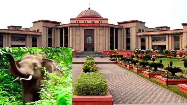 छत्तीसगढ़ में करंट से हाथियों की मौत पर हाईकोर्ट में वन विभाग ने दिया शपथ पत्र