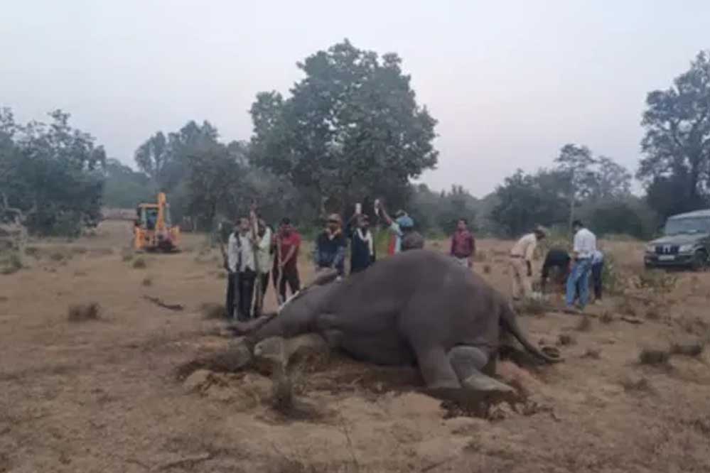 बांधवगढ़ टाइगर रिजर्व में कैसे हुई थी 10 हाथियों की मौत? फॉरेंसिक रिपोर्ट में होगा खुलासा 1 7A 35