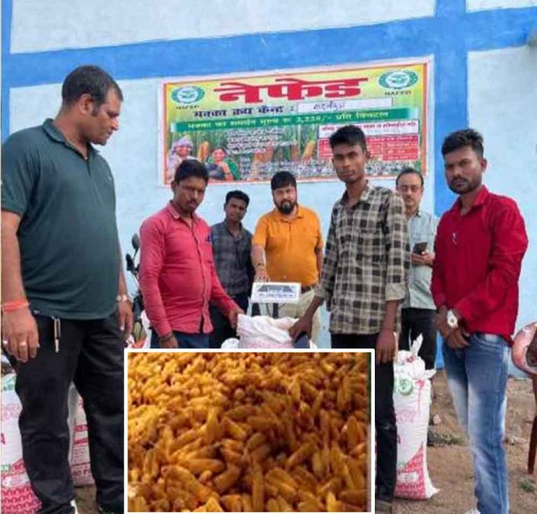 छत्तीसगढ़ में मक्का खरीदी में किसानों को नेफेड-कारोबारी दे रहे एमएसपी से ज्यादा कीमत