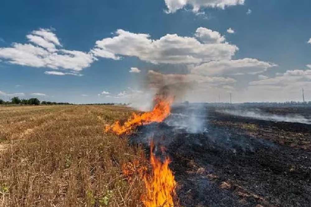 हरियाणा और पंजाब के कई हिस्सों में वायु गुणवत्ता अब भी ‘खराब’ श्रेणी में 1 praali fire77 3