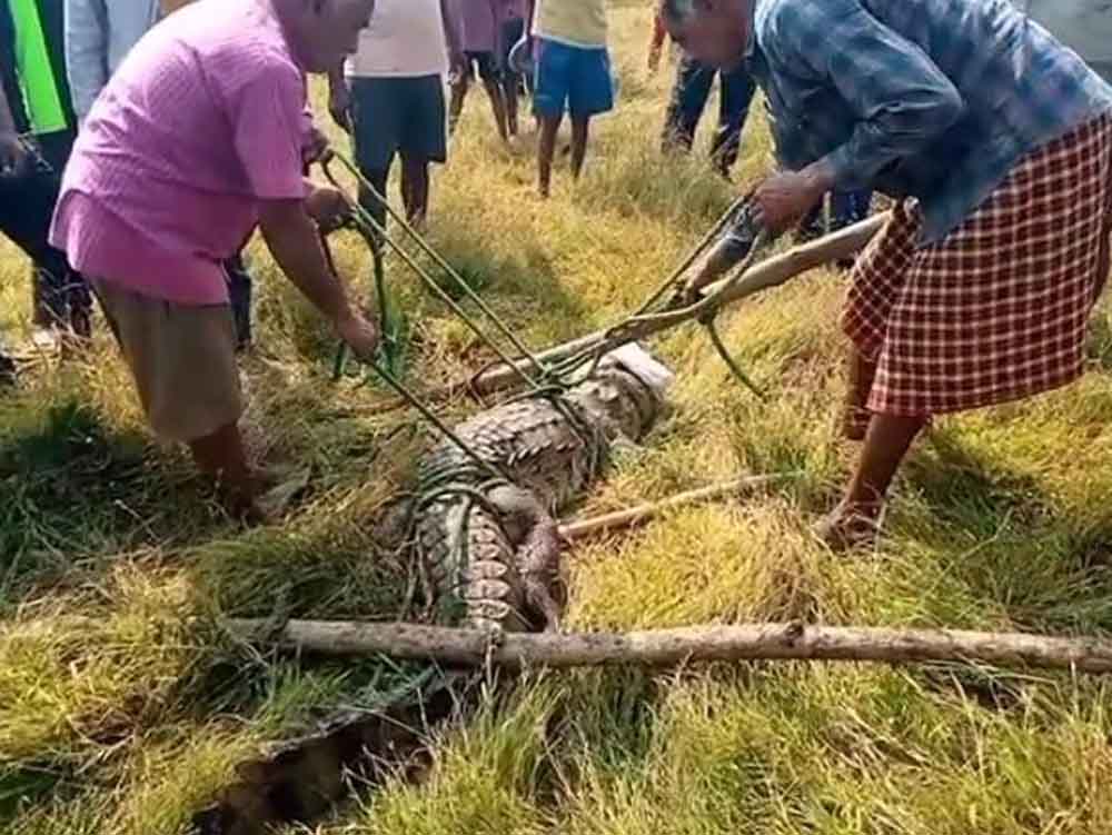 छत्तीसगढ़-कोरबा में बाघ के बाद अब मगरमच्छ की दहशत 1 Cg 15 2 1