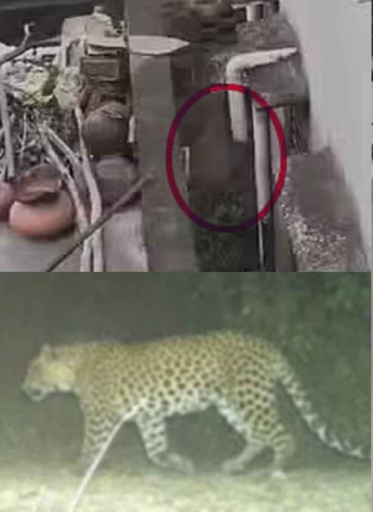 राजस्थान-अलवर में धर्मशाला के पास दिखे पैंथर को वन विभाग ने किया ट्रैंकुलाइज राजस्थान-अलवर में धर्मशाला के पास दिखे पैंथर को वन विभाग ने किया ट्रैंकुलाइज