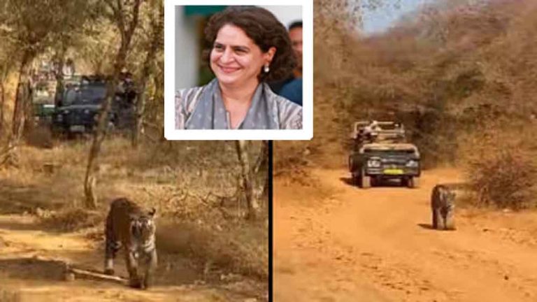 राजस्थान-सवाई माधोपुर के रणथंभौर में प्रियंका ने टाइगर सफारी का उठाया लुत्फ