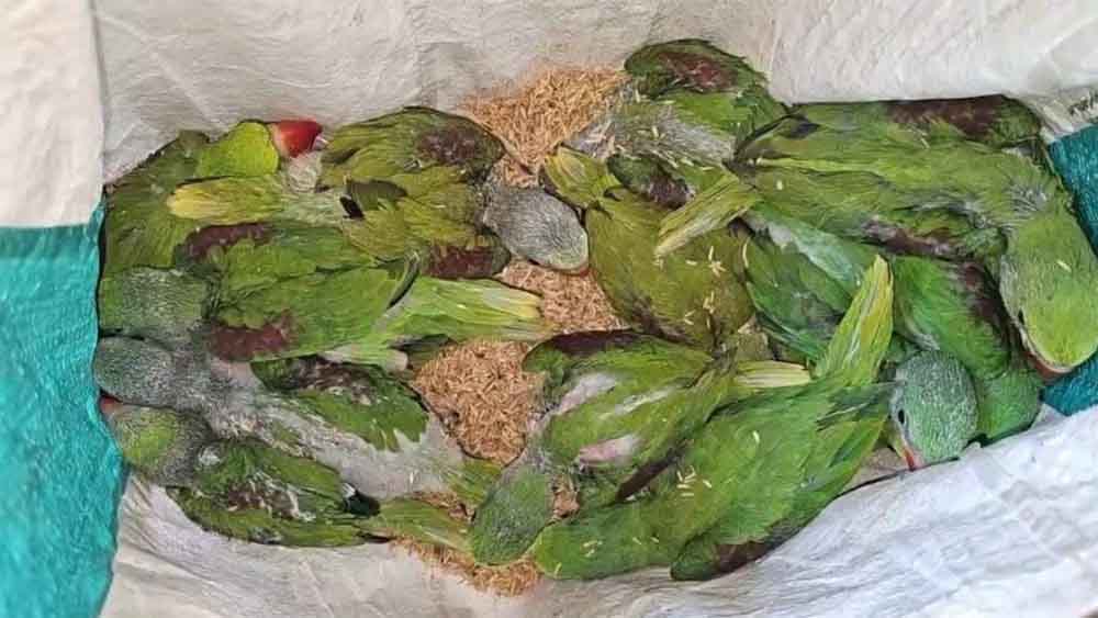 छत्तीसगढ़-गरियाबंद में वन विभाग ने 26 तोते के साथ आरोपी को किया गिरफ्तार 1 Cg 06 2 24