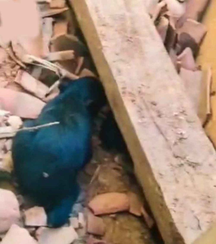 छत्तीसगढ़-कांकेर में भालू ने रिहायसी इलाके में जन्मे शावक छत्तीसगढ़-कांकेर में भालू ने रिहायसी इलाके में जन्मे शावक