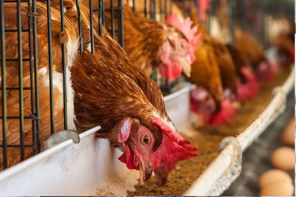 मध्य प्रदेश के छिंदवाड़ा में बर्ड फ्लू की दस्तक से हड़कंप, प्रशासन ने हजारों मुर्गे-मुर्गियां और 40 हजार अंडों को दफनाकर नष्ट किया 1 13A 64