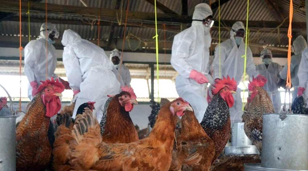 पोल्ट्री फार्म में बर्ड फ्लू पॉजिटिव, कलेक्टर ने एक किलोमीटर का क्षेत्र संक्रमित घोषित और दुकानें बंद करने के आदेश 1 16A 48
