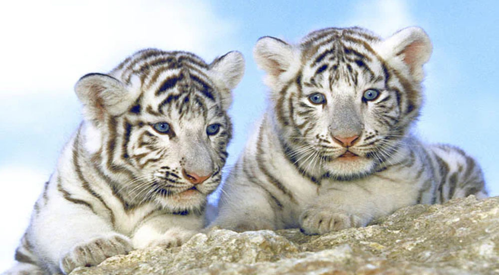 केंद्रीय चिड़ियाघर प्राधिकरण ने मध्य प्रदेश के रीवा में सफेद बाघ प्रजनन केंद्र खोलने के प्रस्ताव को दी मंजूरी 1 3A 69