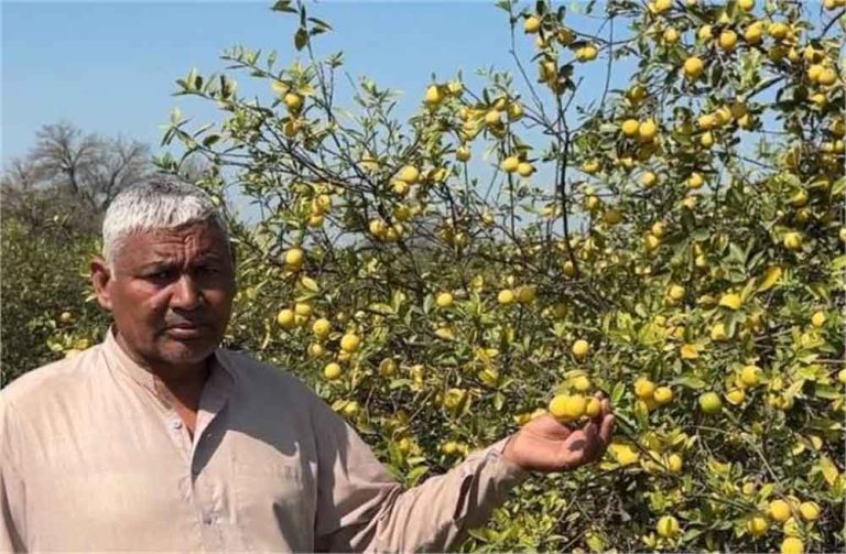 बागवानी के साथ ऑर्गेनिक सब्जियों की खेती करते हुए किसान एक सीजन में दोहरा मुनाफा कमा रहे