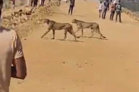 चीता फैमिली एक बार फिर कूनो नेशनल पार्क से तफरी के निकली, किया गाय का शिकार