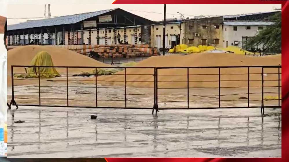 आगर मालवा में बेमौसम बारिश का असर, मंडी में खुले में रखा हजारों क्विंटल गेहूं भीगा 1 1A 62 1