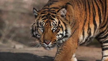 चंद्रपुर में बाघ ने ले ली चार लोगों की जान, ग्रामीणों में दहशत