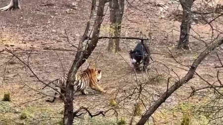 बाघ से भिड़ने पर उतारू हुआ भालू, पर्यटकों ने अपने कैमरों में कैद