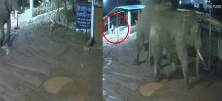 दंतैल हाथी रहवासी इलाके में पहुंचे, राहगीर ने समय पर भागकर बचाई अपनी जान