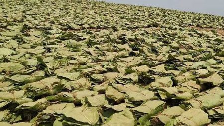पुलिस को सूचना दिए बगैर जंगल में तेंदूपत्ता ठेकेदार नहीं ले जा सकेंगे कैश