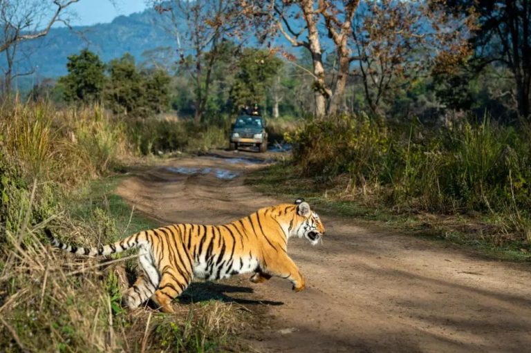 गोरेघाट सर्किल में एक किसान को आज सुबह बाघ ने अपना शिकार बना लिया
