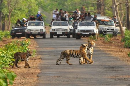 भीषण गर्मी के बाद भी पर्यटक टाइगर रिजर्व की ओर रुख, हुआ हाउसफुल